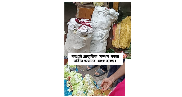 কাপ্তাইয়ে বাঁশ-কুরুল নিধনে হুমকিতে বনসম্পদ ও জীববৈচিত্র্য:অসাধু ব্যবসা, বেকারত্ব ও সচেতনতার অভাবে ধ্বংস হচ্ছে প্রাকৃতিক সম্পদ—বন বিভাগের কার্যকর উদ্যোগের দাবি