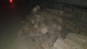 লামায় ৭০টি সেগুনগাছ কাটার অভিযোগ, করাতকল থেকে কাঠ জব্দ