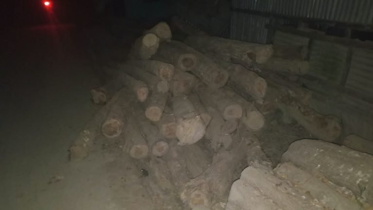 লামায় ৭০টি সেগুনগাছ কাটার অভিযোগ, করাতকল থেকে কাঠ জব্দ
