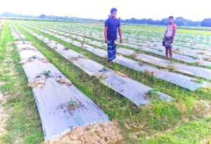 ভোলাহাটে জৈবসার প্রয়োগের পর ২ বিঘা জমির শসার চারা নষ্ট, দিশেহারা কৃষক সমির
