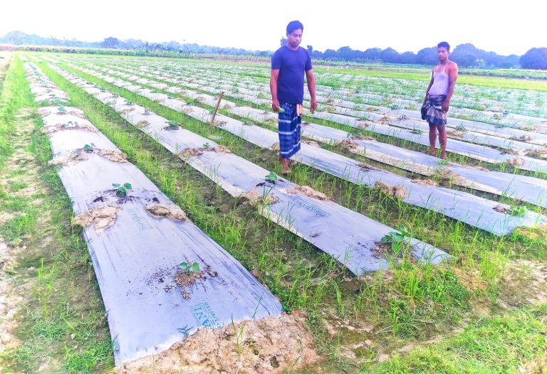 ভোলাহাটে জৈবসার প্রয়োগের পর ২ বিঘা জমির শসার চারা নষ্ট, দিশেহারা কৃষক সমির