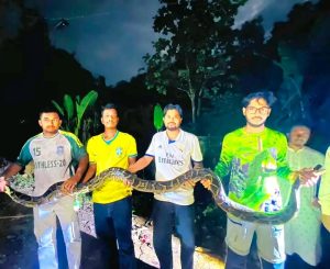 চট্টগ্রাম বিশ্ববিদ্যালয় ক্যাম্পাসে ১৪ ফুটের অজগর উদ্ধার